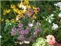 monarda